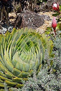 Subtropical garden: spiral aloe with proteas photo