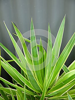 Subtropical garden: yucca leaves photo