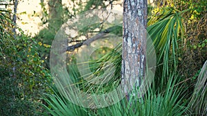 Subtropical jungles wild vegetation with green palm trees in southern Florida, USA. Dense rainforest ecosystem