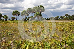 Subtropical Landscape photo