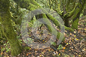 Subtropical laurisilva forest in Gomera. Canary Island. Spain