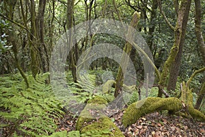 Subtropical laurisilva forest in Gomera. Canary Island. Spain photo