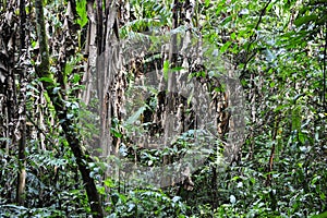 Subtropical Rain Forest