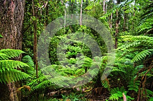 Subtropical rainforest with tall gum trees and huge ferns