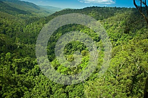 Subtropical rainforrest in Springbrook national park photo