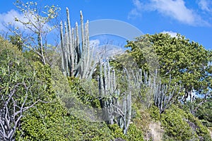 Subtropical vegetation photo