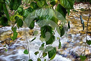 Subtropics in winter. Mountain stream with waterfall