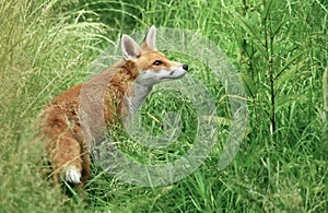 A Suburban fox (Vulpes Canidae) stalks her next meal