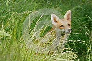 A Suburban fox (Vulpes Canidae) stalks her next meal