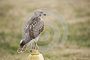 Suburban Hawk