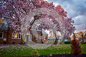 A Suburban Home With Pink Trees Out Front of It