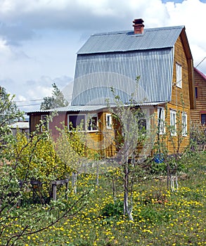 Suburban house, painted brouwn on lawn with yellow dandelions photo