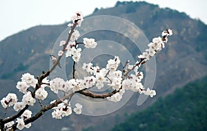 Apricot blossoms bloom in the mountains. photo