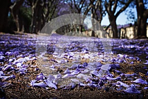 Suburban road with line of jacaranda trees and small flowers