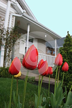 Suburban Tulips photo
