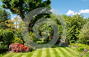 Suburban, well stocked garden in London UK, with neatly mown striped lawn, tall oak tree, colourful azalias and other trees.