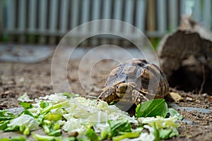 Sucata tortoise on the ground