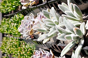 Succ wall - closeup