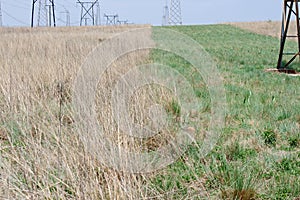 SUCCESION OF OVERHEAD POWER LINES STRECHING ACROSS A GRASSLAND