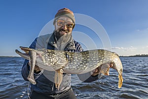 Success pike fishing. Fisherman in sunglasses holds muskie fish photo