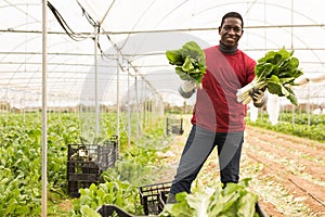 Successful African American farmer with Swiss chard