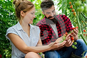 Successful farm family, couple engaged in growing of organic vegetables in hothouse, tomato