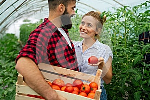 Successful farm family, couple engaged in growing of organic vegetables in hothouse, tomato