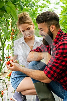 Successful farm family, couple engaged in growing of organic vegetables in hothouse, tomato