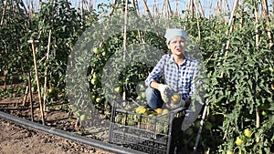 Successful female farmer hand harvesting crop of underripe tomatoes in her home garden in summertime