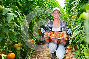Successful female horticulturist squatting in greenhouse with box of harvested tomatoes