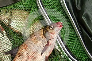 Successful fishing - big freshwater bream fish on keepnet with fishery catch in it