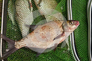 Successful fishing - big freshwater bream fish on keepnet with fishery catch in it