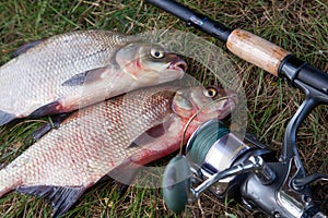 Successful fishing - two big freshwater bream fish and fishing