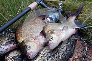 Successful fishing -  two freshwater bream fish and fishing rod with reel on keepnet with fishery catch in it