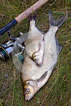 Successful fishing -  two freshwater bream fish and fishing rod with reel on natural background