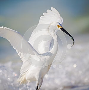 Successful fishing white egret