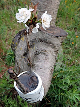 Successful graft in the branch of a cherry tree