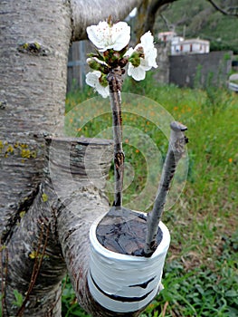 Successful graft in the branch of a cherry tree