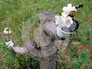 Successful graft in the branch of a cherry tree