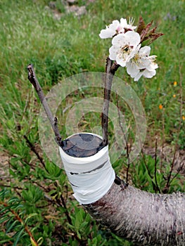 Successful graft in the branch of a cherry tree