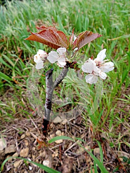 Successful graft in the branch of a cherry tree