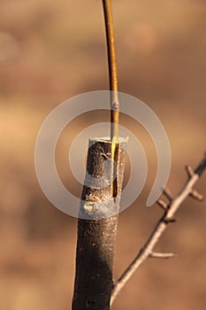 Successful grafting on an apple tree