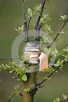 Successful grafting of a tree .Spring apple garden