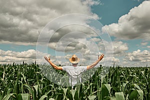 Successful male agronomist farmer with hands raised in the air in cultivated green corn maize crop field