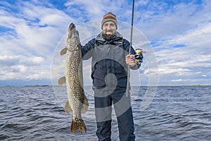 Successful pike fishing. Happy fisherman hold huge muskie fish photo