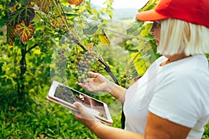 Successful senior woman farmer or winemaker checking with tablet ripe grape bunches on vines before picking during wine