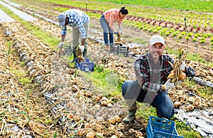 Successful vegetable grower harvesting onions on farm field