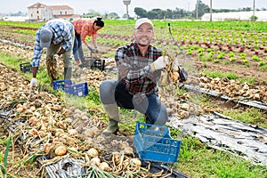 Successful vegetable grower harvesting onions on farm field photo