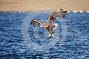 Successful white-tailed eagle