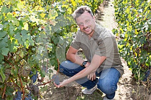 Successful winemaker man working in vineyard